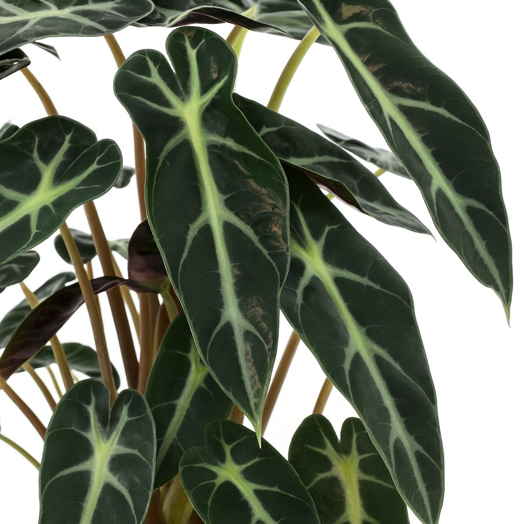 Alocasia Bambino Arrow - 40cm