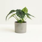 Alocasia Dragon Scale - 25cm in einem modernen Studio mit modernem Topf