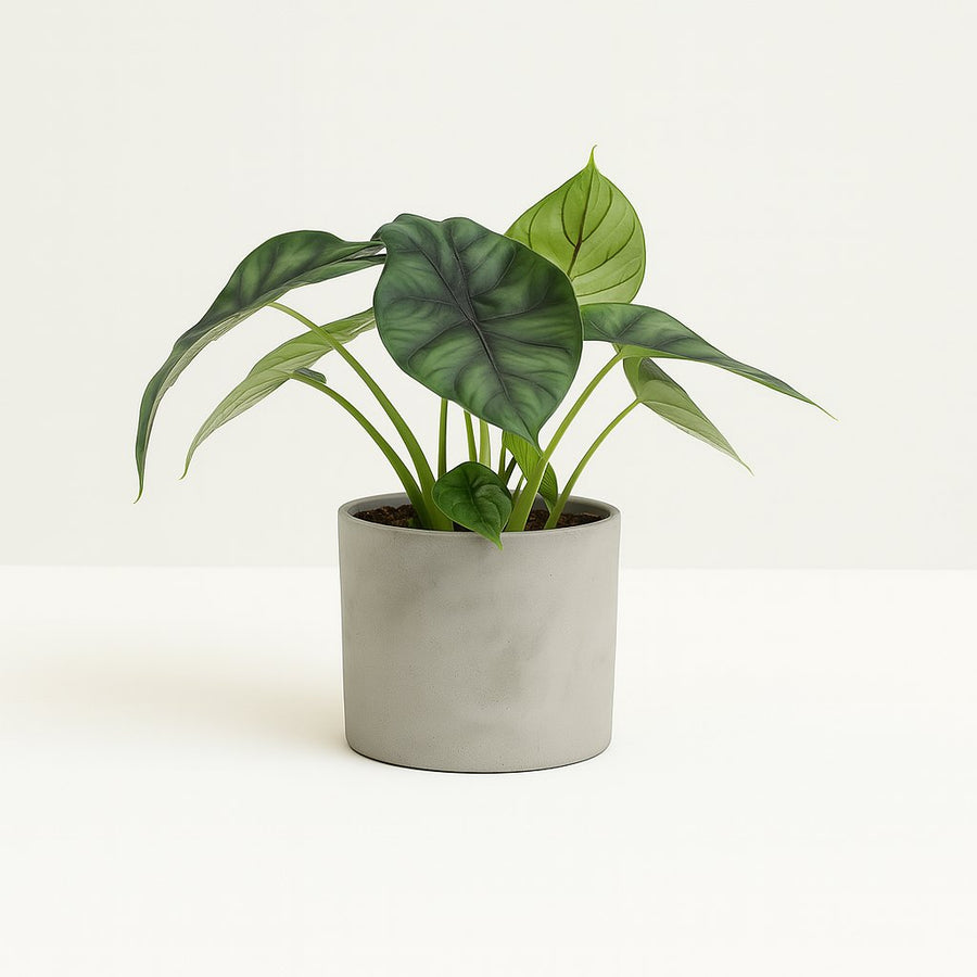 Alocasia Dragon Scale - 25cm in einem modernen Studio mit modernem Topf