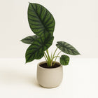 Alocasia Dragon Scale - 30cm in einem modernen Studio mit modernem Topf