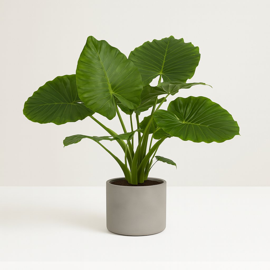 Alocasia Gageana California - 80cm in einem modernen Studio mit modernem Topf
