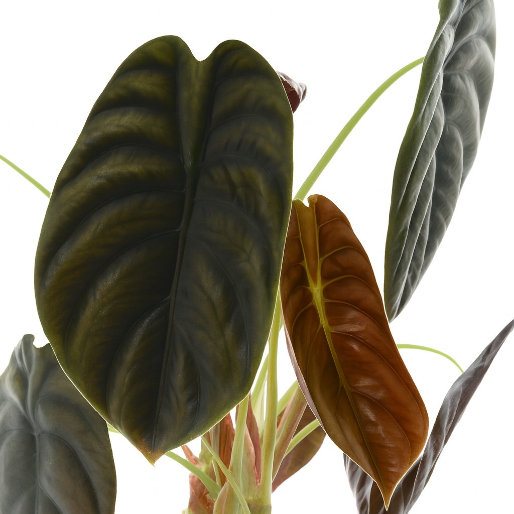 Alocasia Red Secret - 35cm