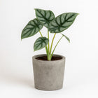 Alocasia Silver Dragon - 25cm in einem modernen Studio mit modernem Topf