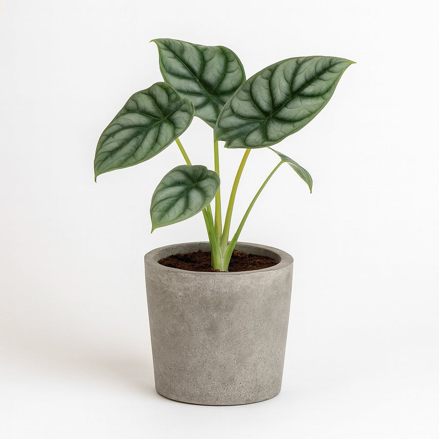 Alocasia Silver Dragon - 25cm in einem modernen Studio mit modernem Topf