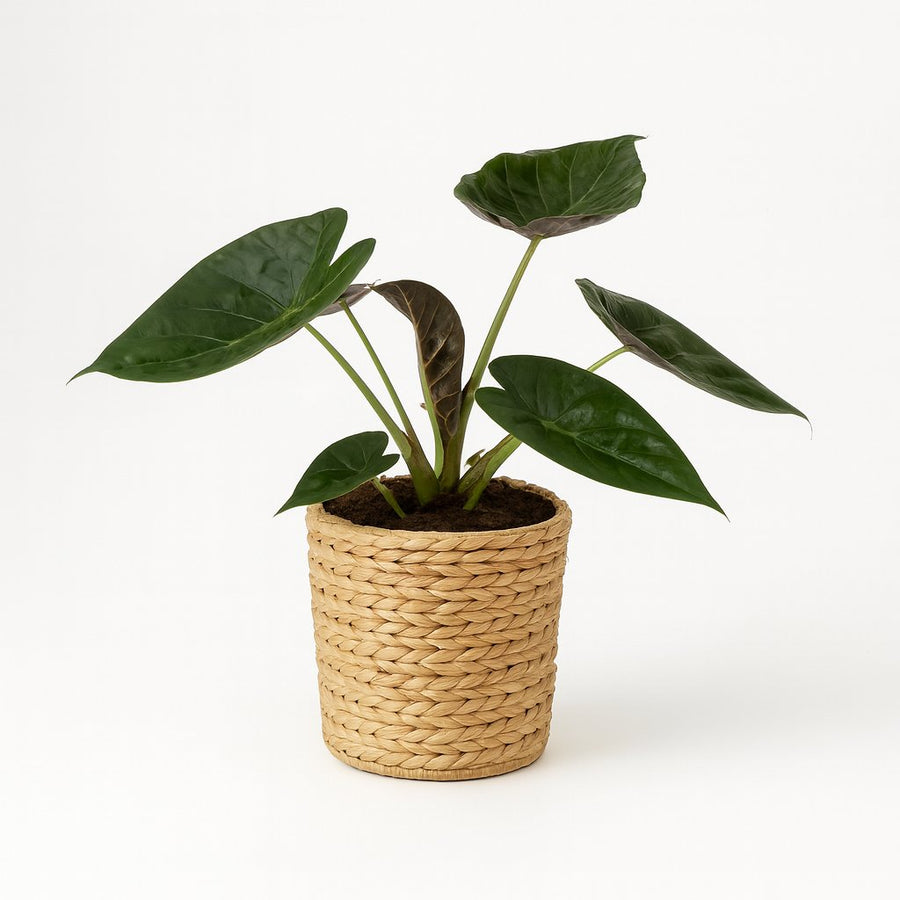 Alocasia Wentii - 85cm in einem modernen Studio mit modernem Topf