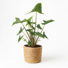 Alocasia Zebrina Siberian Tiger - 55cm in einem modernen Studio mit modernem Topf