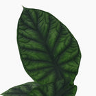 Alocasia Dragon Scale - 30cm