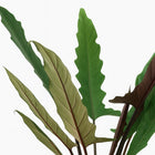 Alocasia Lauterbachiana - 80cm