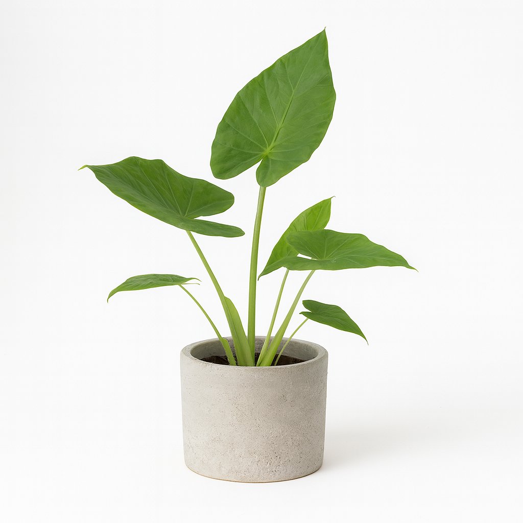 Alocasia Macrorrhiza - 70cm