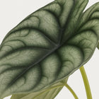 Alocasia Nebula Silver Compacta - 30cm
