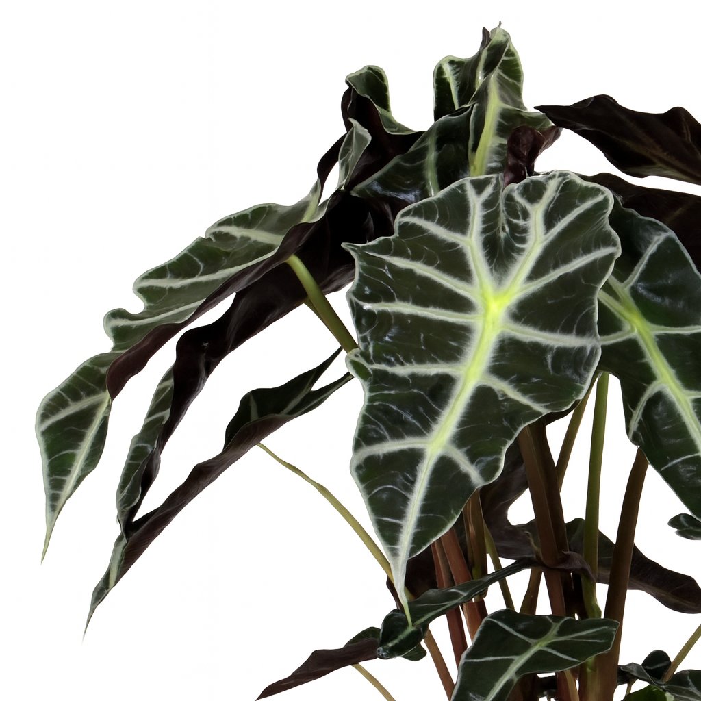 Alocasia Polly - 45cm
