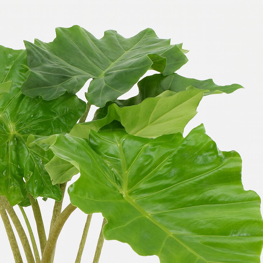 Alocasia Portodora - 75cm