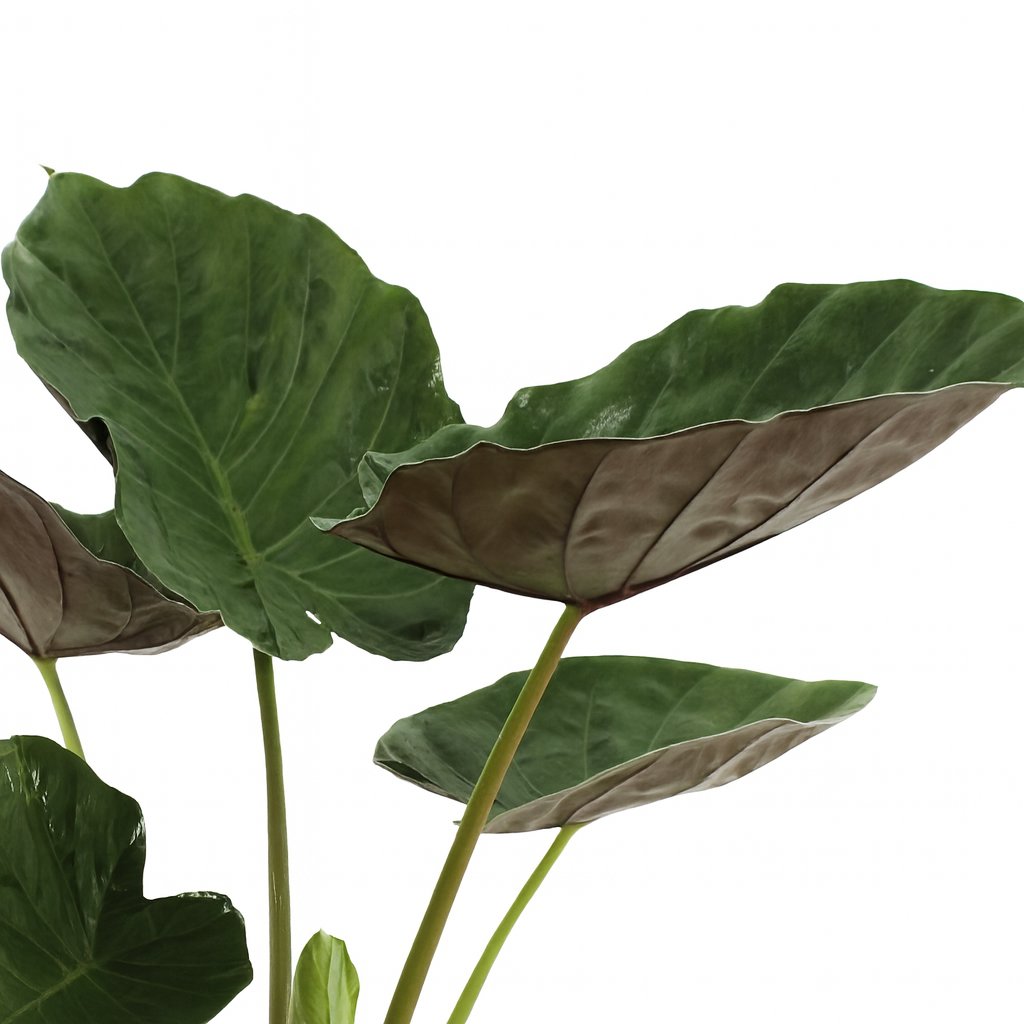 Alocasia Wentii - 70cm