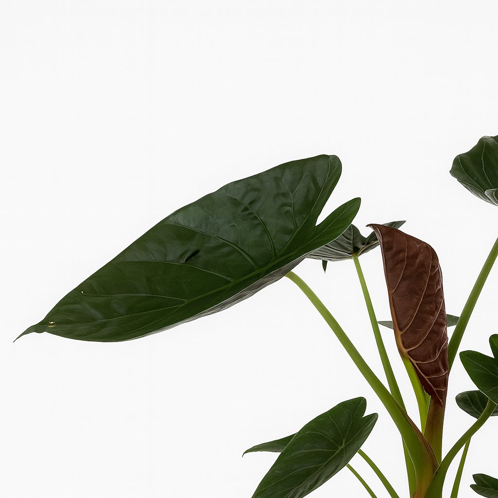 Alocasia Wentii - 85cm