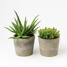 Aloe Spider und Hylocereus Undatus Duo - 2 Stück - 15cm in einem modernen Studio mit modernem Topf