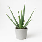 Aloe Vera - 45cm in einem modernen Studio mit modernem Topf