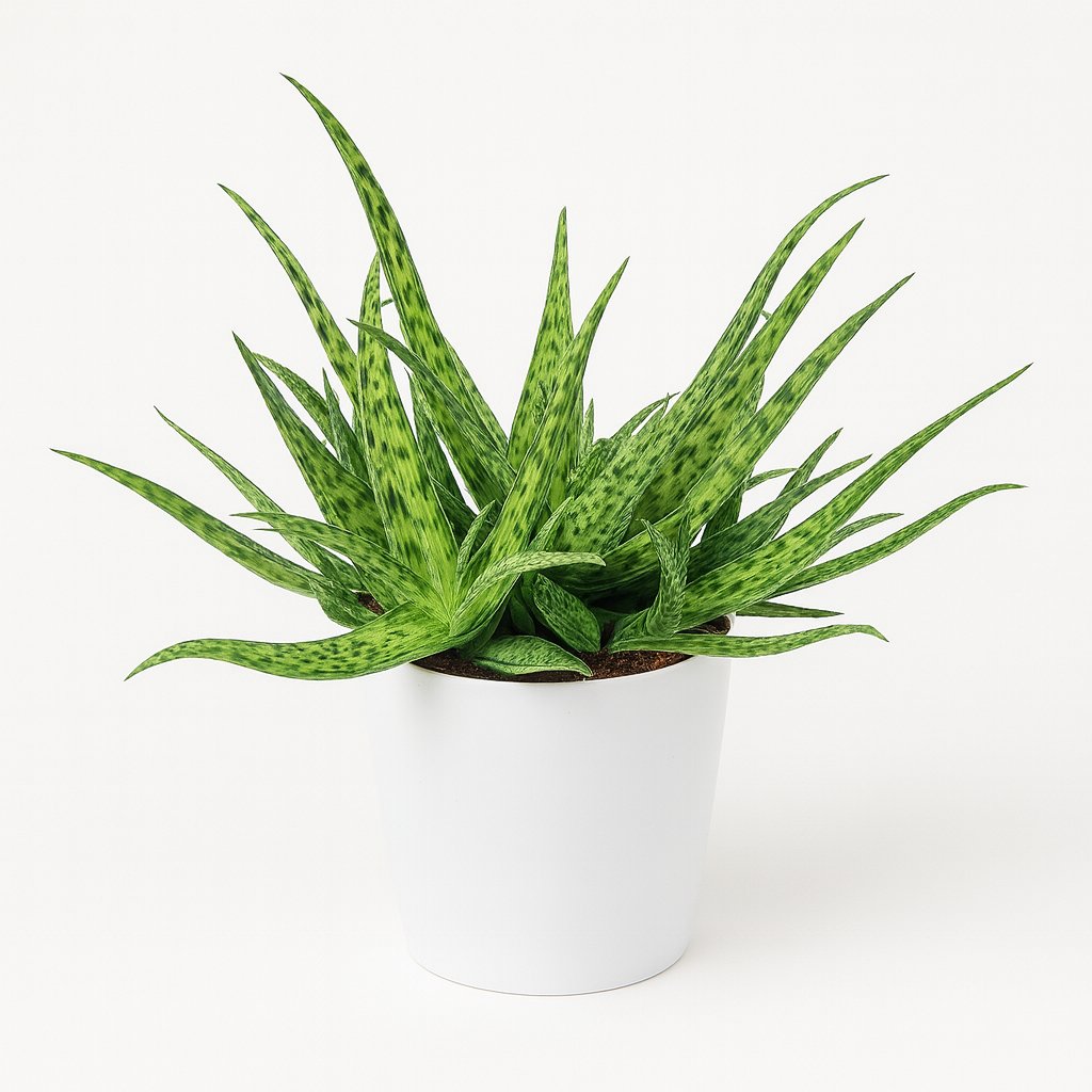 Aloe Spider - 15cm in einem modernen Studio mit modernem Topf