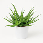 Aloe Spider - 15cm in einem modernen Studio mit modernem Topf