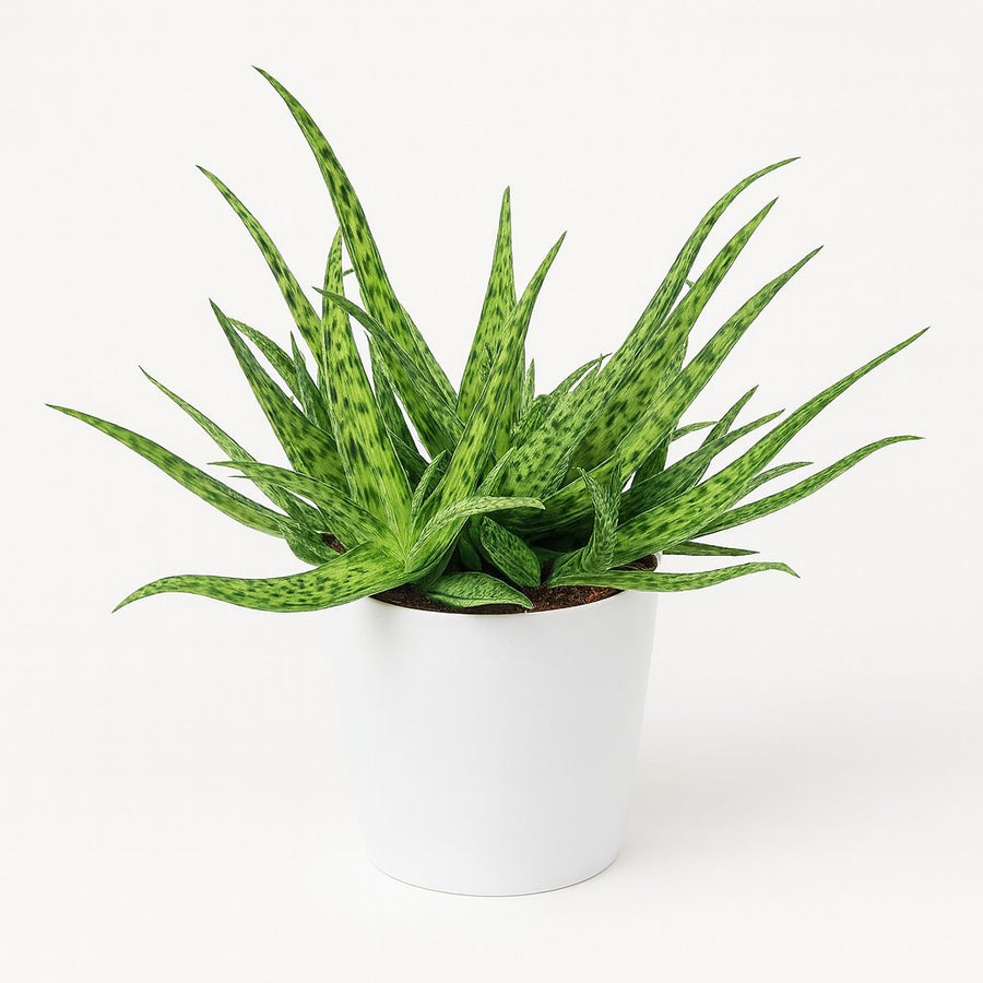 Aloe Spider - 15cm in einem modernen Studio mit modernem Topf