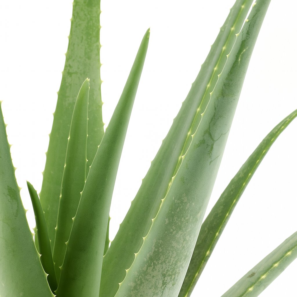 Aloe Vera - 70cm
