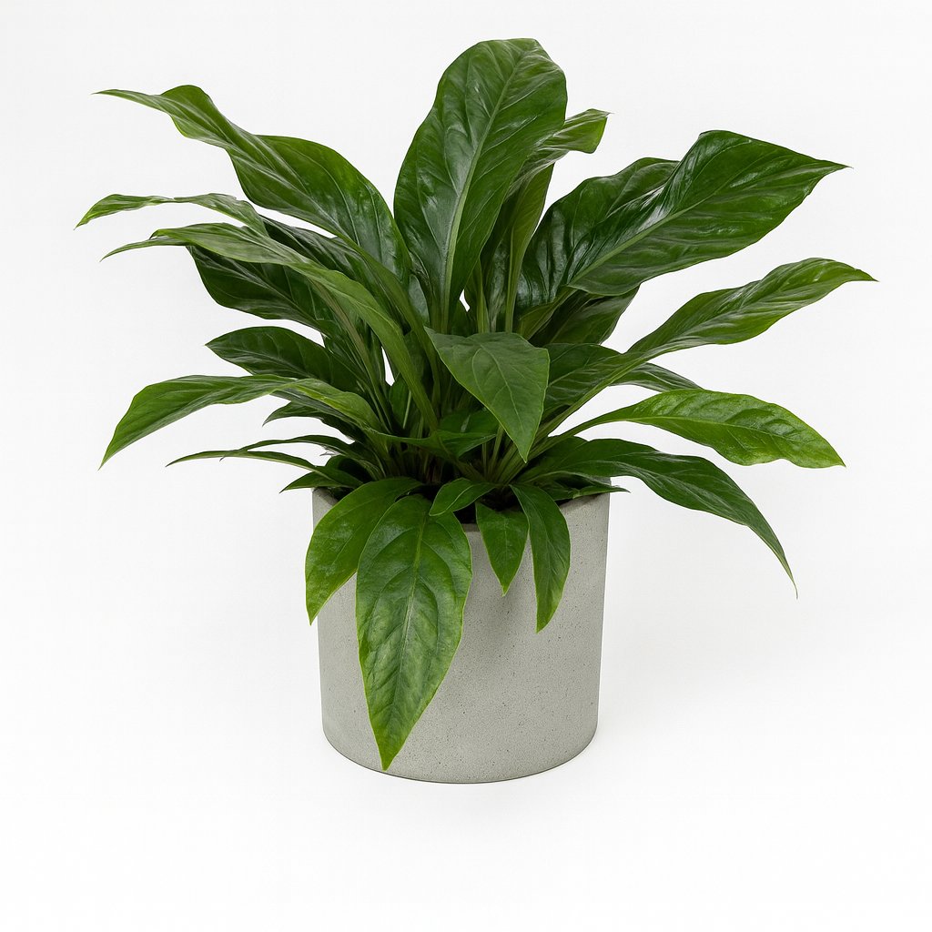 Anthurium Jungle Bush - 70cm in einem modernen Studio mit modernem Topf