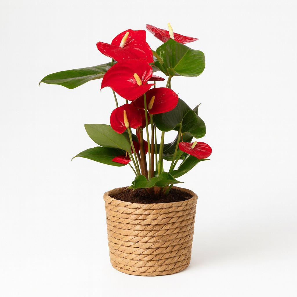 Anthurium Red - 40cm in einem modernen Studio mit modernem Topf