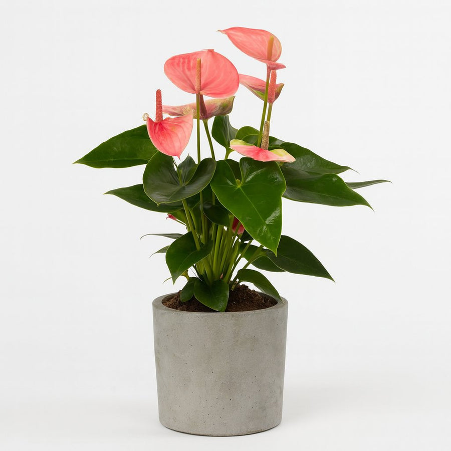 Anthurium Sweet Dream - 35cm in einem modernen Studio mit modernem Topf