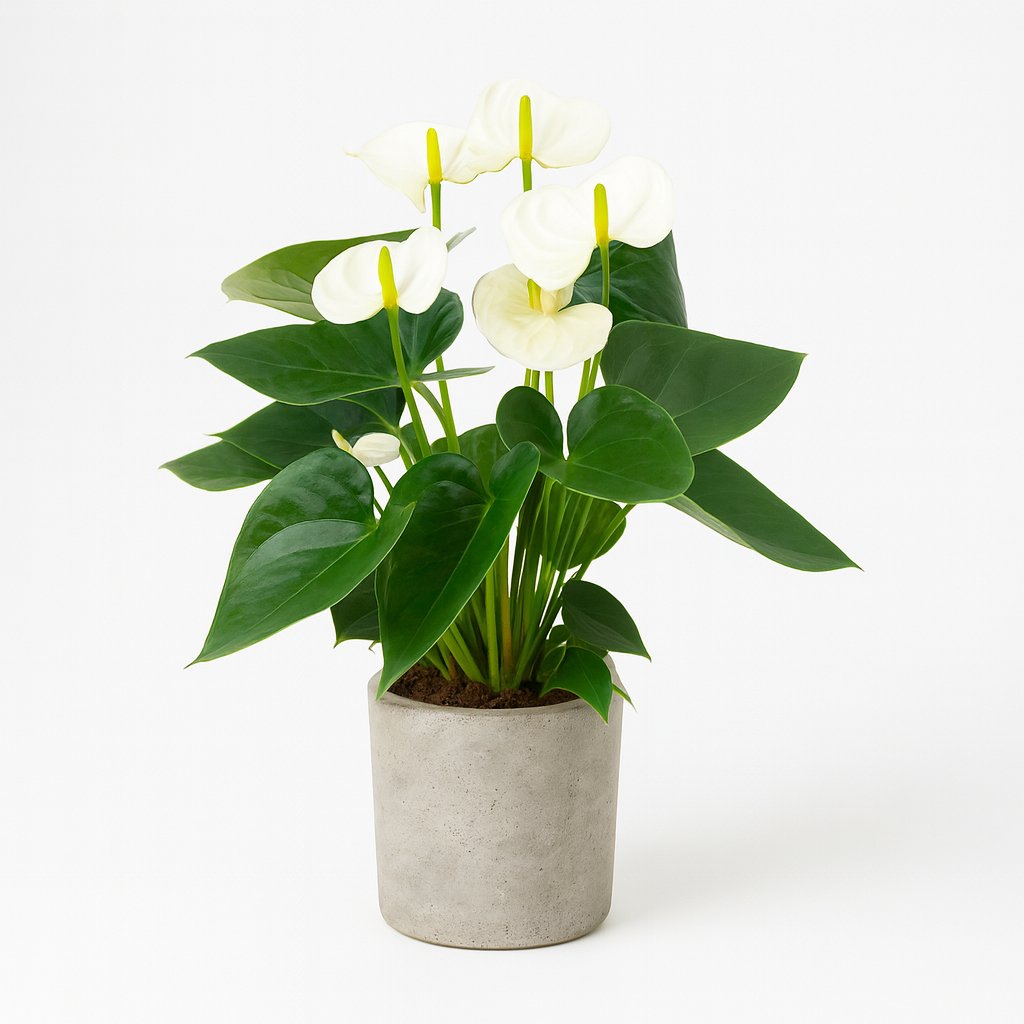 Anthurium White - 43cm in einem modernen Studio mit modernem Topf