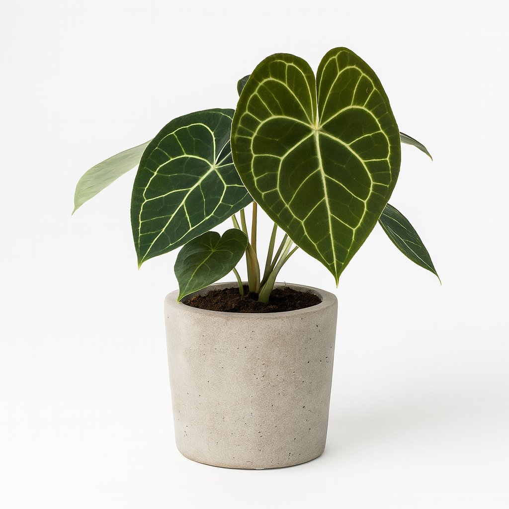 Anthurium Clarinervium - 25cm in Betontopf