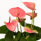 Anthurium Sweet Dream - 35cm