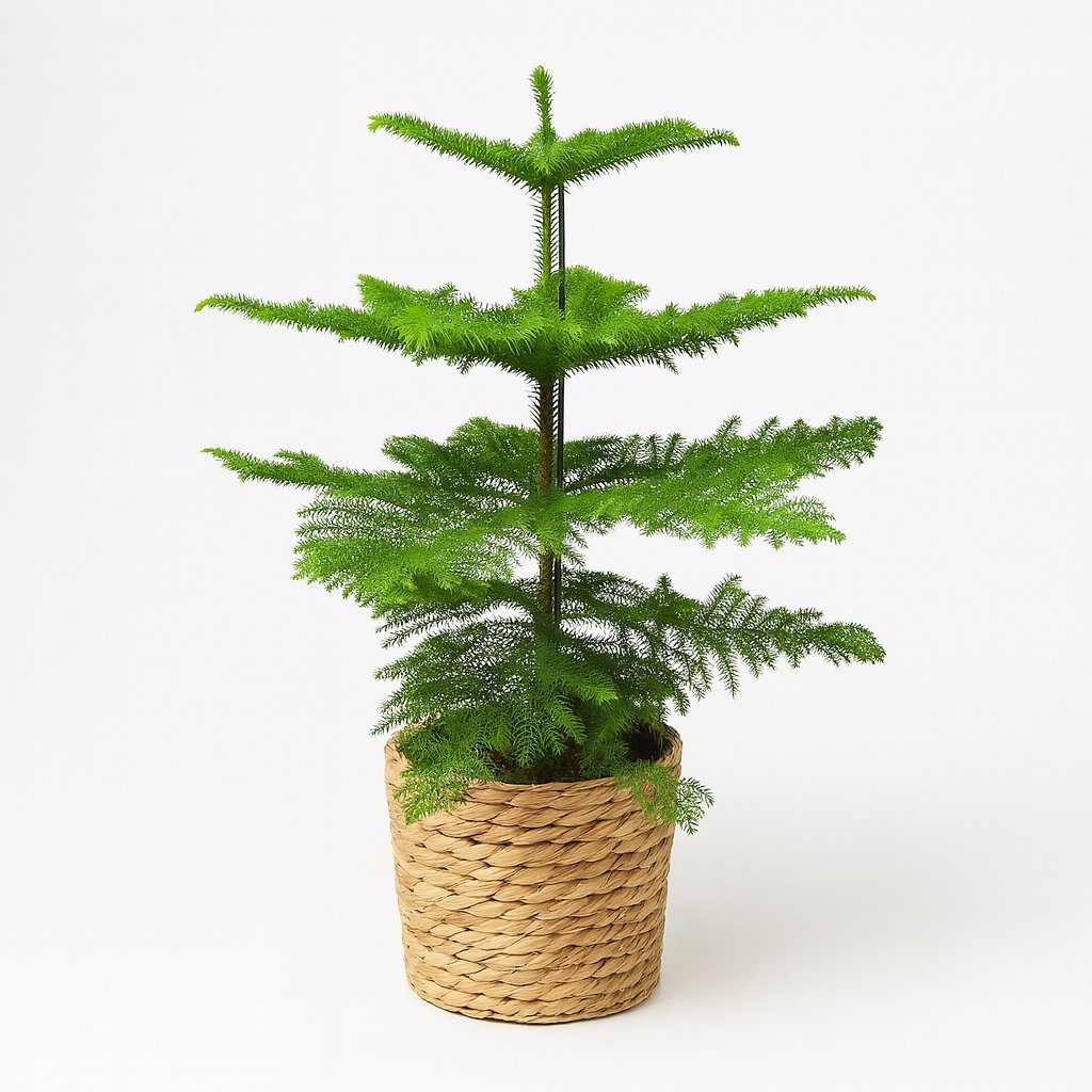 Araucaria Heterophylla - 70cm in einem modernen Studio mit modernem Topf