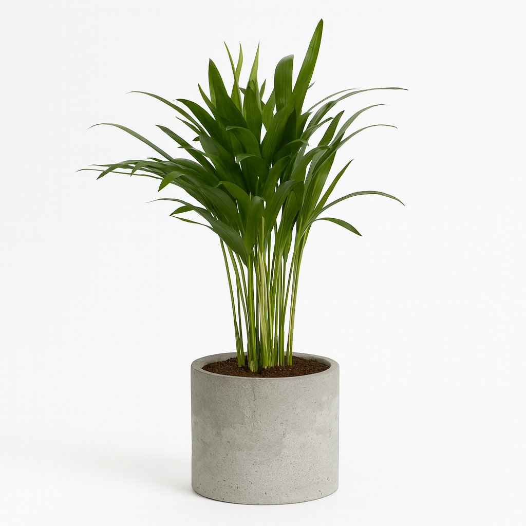 Areca Dypsis - 35cm in einem modernen Studio mit modernem Topf