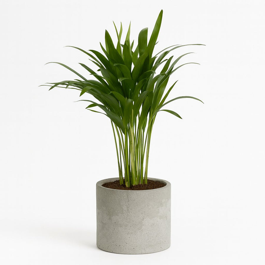 Areca Dypsis - 35cm in einem modernen Studio mit modernem Topf