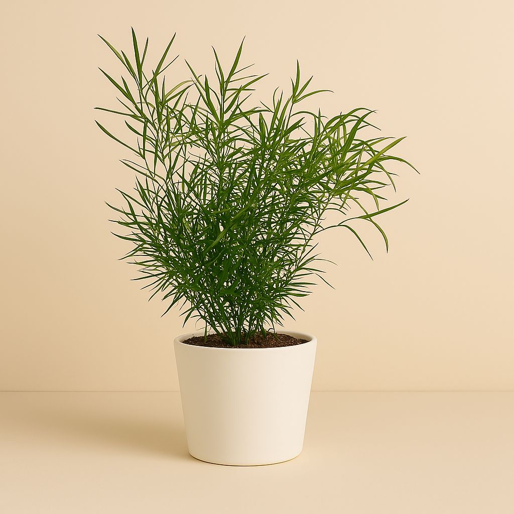 Asparagus Falcatus - 55cm in einem modernen Studio mit modernem Topf