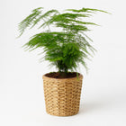 Asparagus Setaceus - 28cm in einem modernen Studio mit modernem Topf