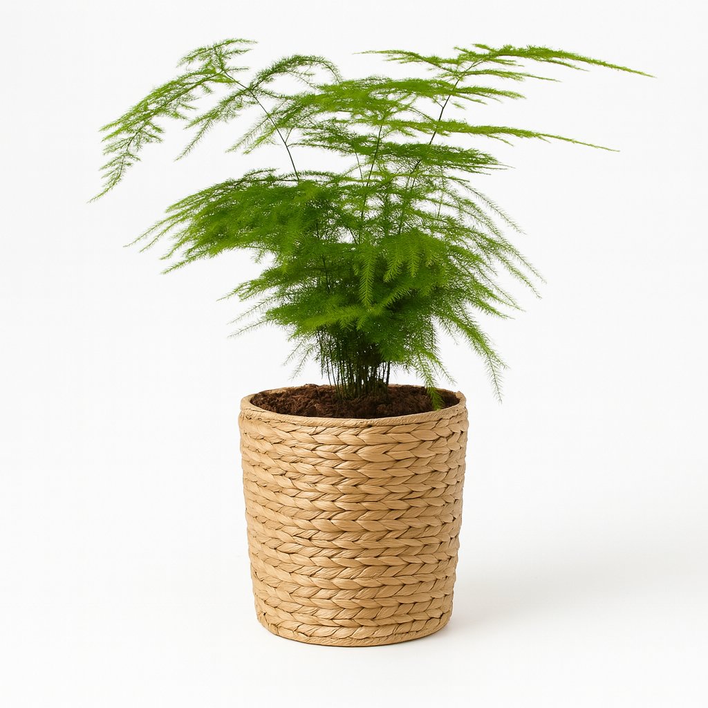 Asparagus Setaceus - 35cm in einem modernen Studio mit modernem Topf