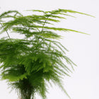 Asparagus Setaceus - 28cm
