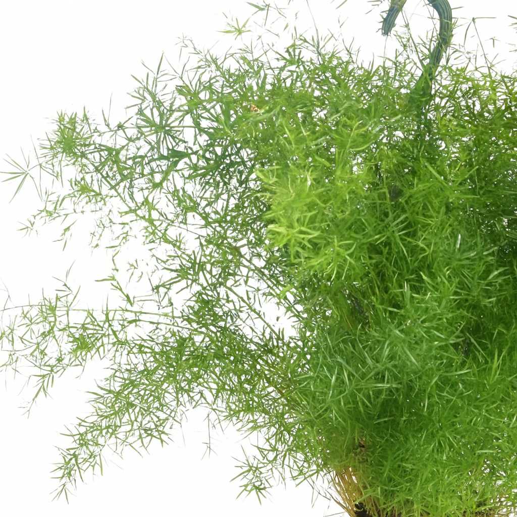 Asparagus Sprengeri hängend - 35cm