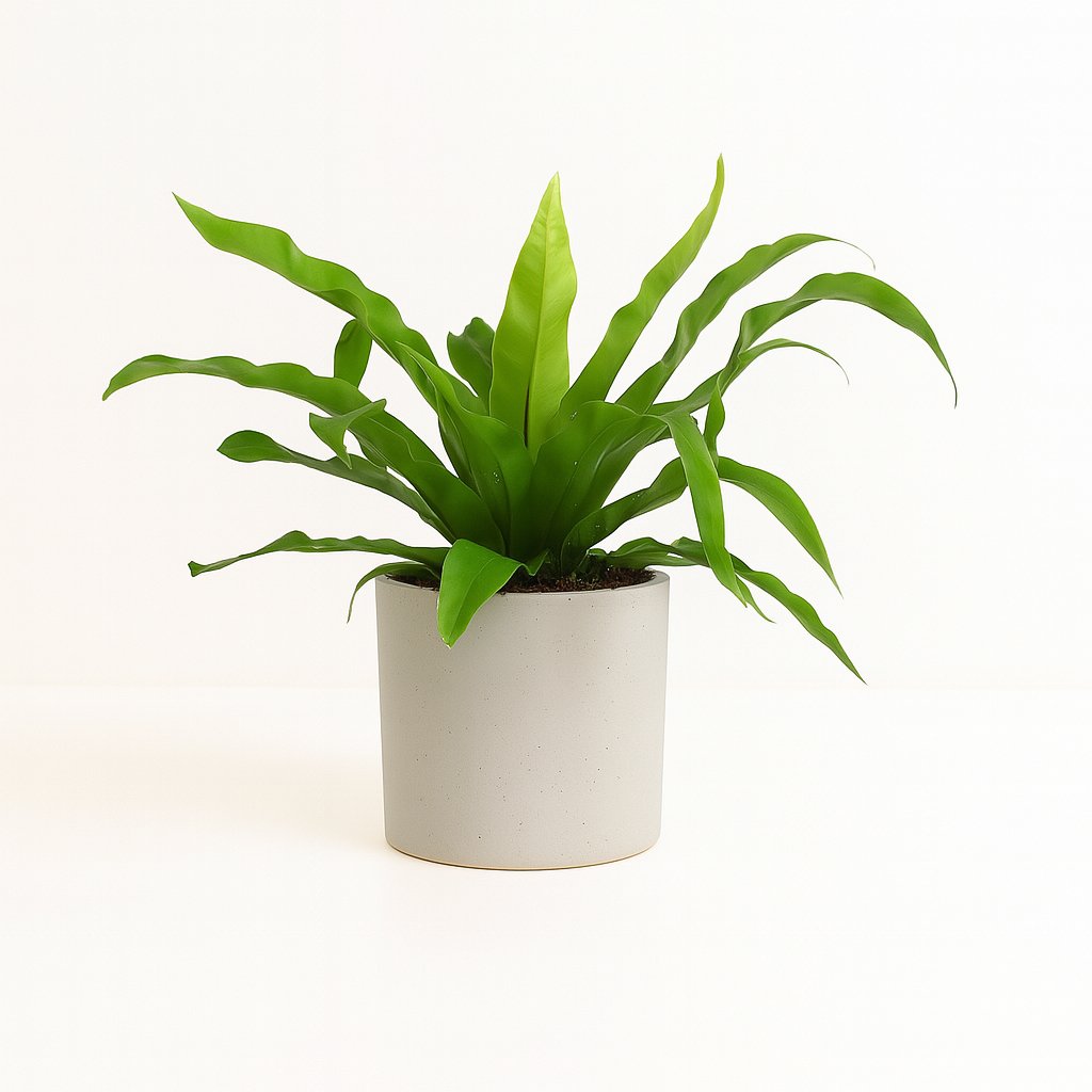 Asplenium Antiquum - 25cm in einem modernen Studio mit modernem Topf