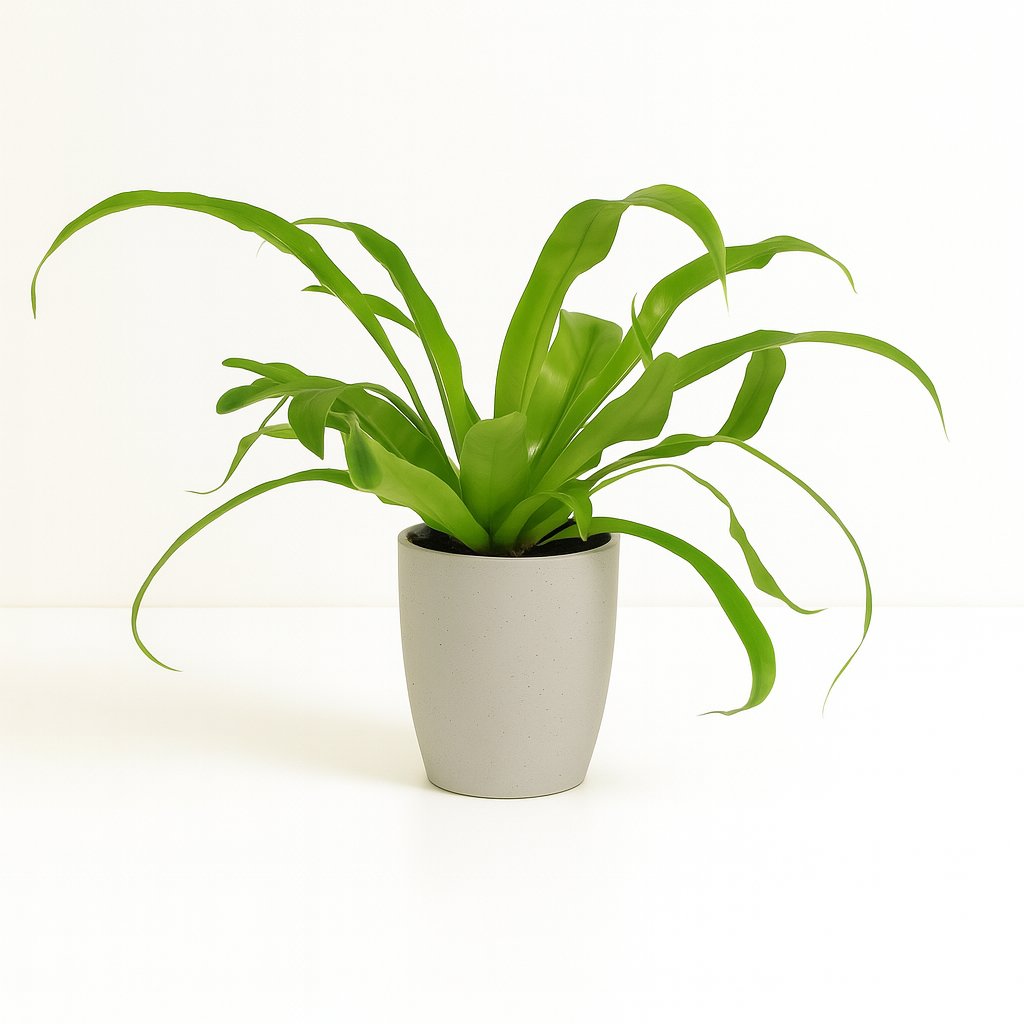 Asplenium Antiquum - 30cm in einem modernen Studio mit modernem Topf