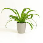 Asplenium Antiquum - 30cm in einem modernen Studio mit modernem Topf