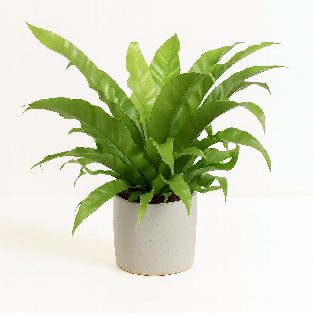 Asplenium Antiquum - 60cm in einem modernen Studio mit modernem Topf