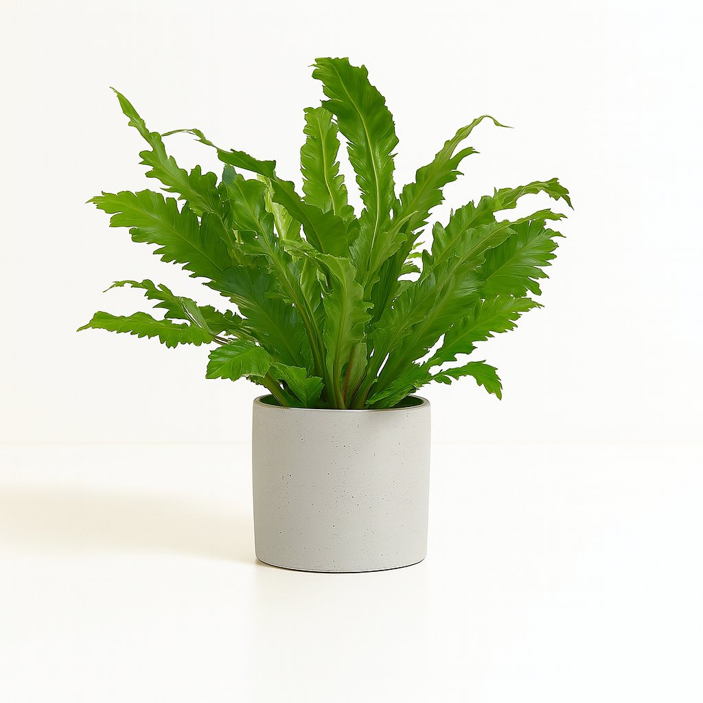 Asplenium Campio - 50cm in einem modernen Studio mit modernem Topf