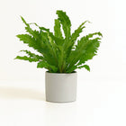 Asplenium Campio - 50cm in einem modernen Studio mit modernem Topf