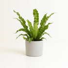 Asplenium Crispy Wave - 25cm in einem modernen Studio mit modernem Topf
