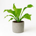 Asplenium Nidus - 35cm in einem modernen Studio mit modernem Topf