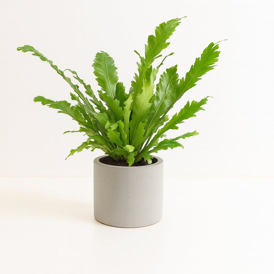 Asplenium Nidus - 45cm in einem modernen Studio mit modernem Topf