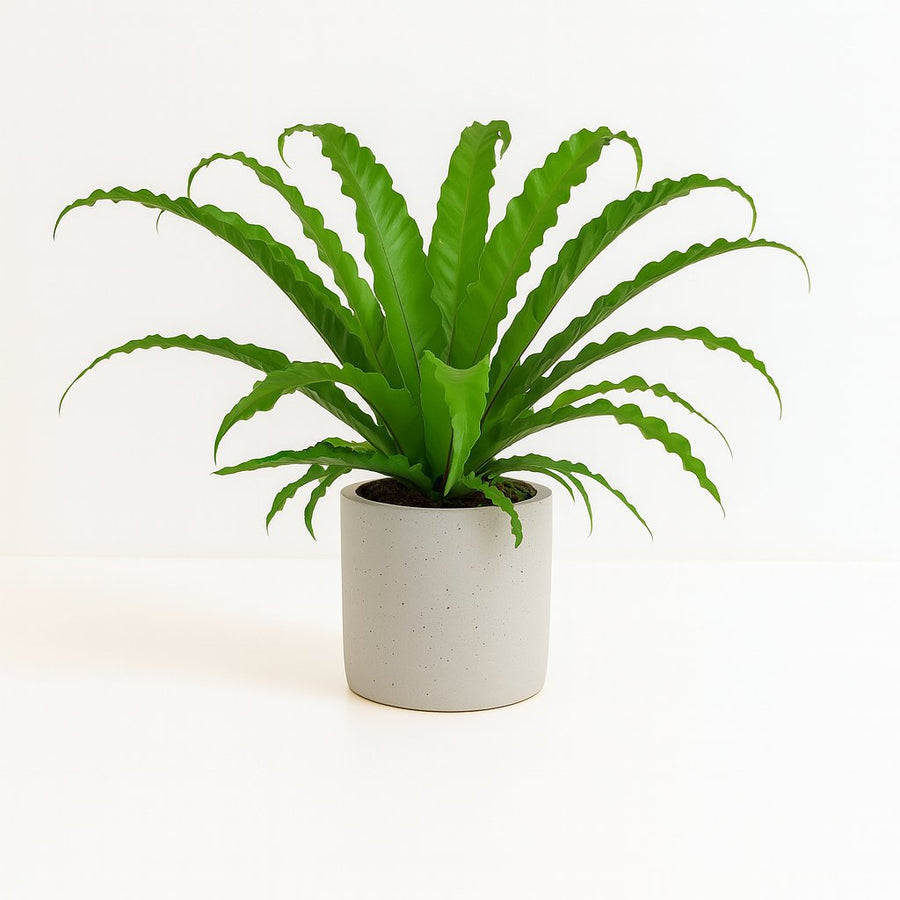 Asplenium Osaka - 40cm in einem modernen Studio mit modernem Topf