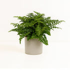 Asplenium Parvati - 25cm in einem modernen Studio mit modernem Topf