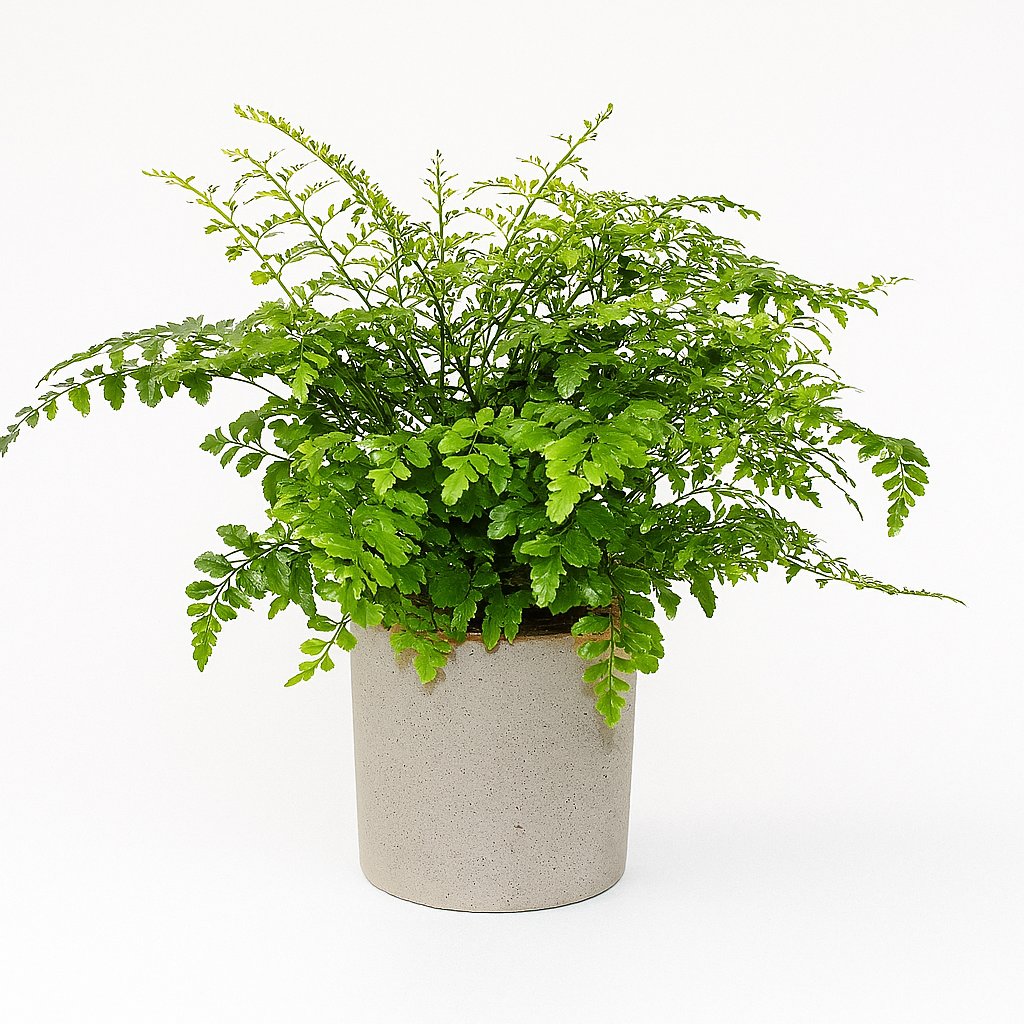 Asplenium Parvati - 30cm in einem modernen Studio mit modernem Topf